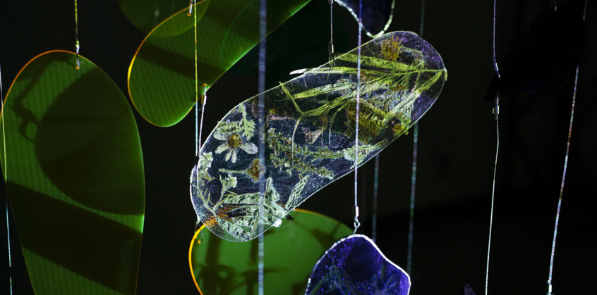 A panel of the Herbarium installation, featuring a clear panel embedded with preserved plants