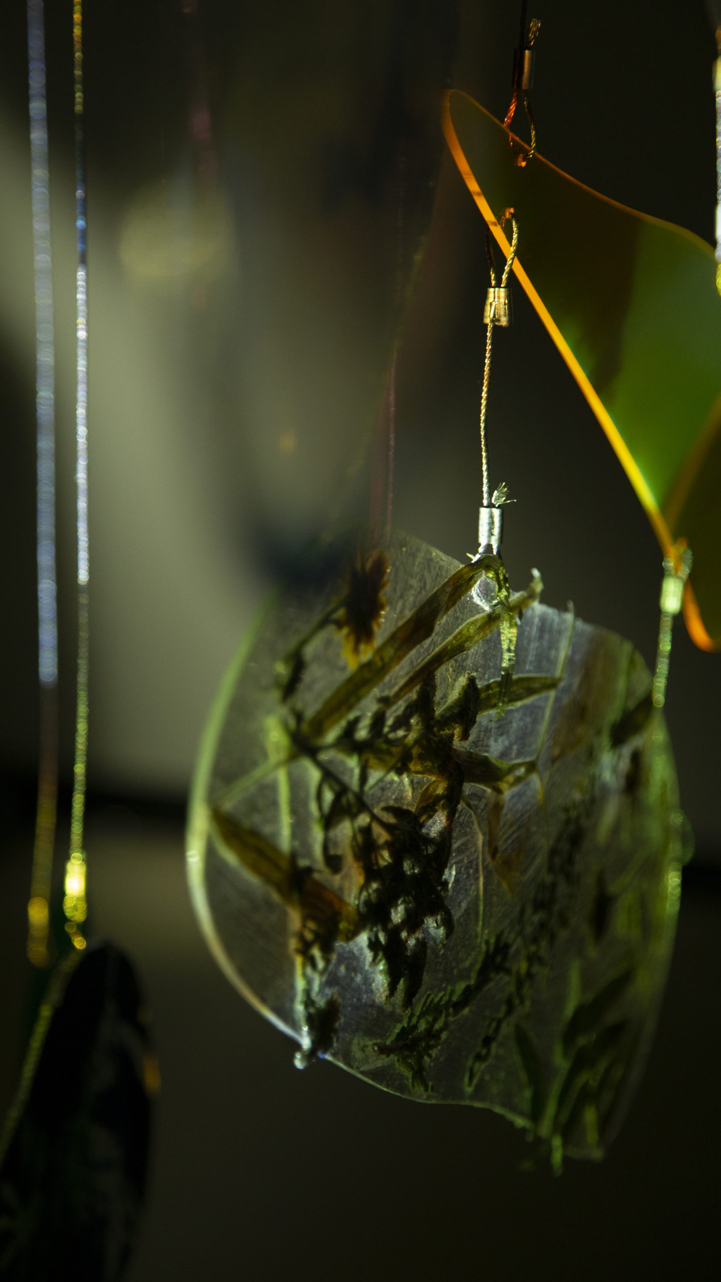 Illuminated clear plastic panel embedded with dried plants