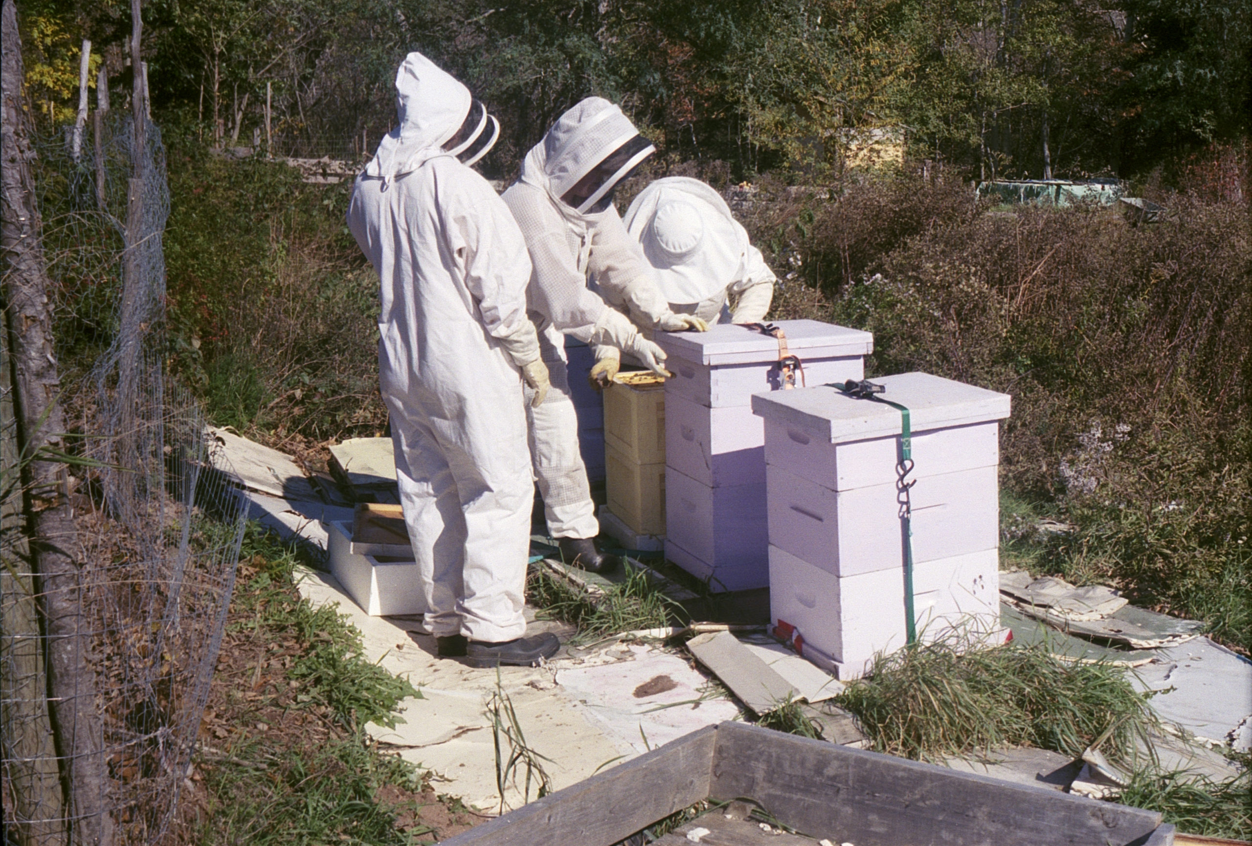three people in white full body beekeeping suits tending to hives