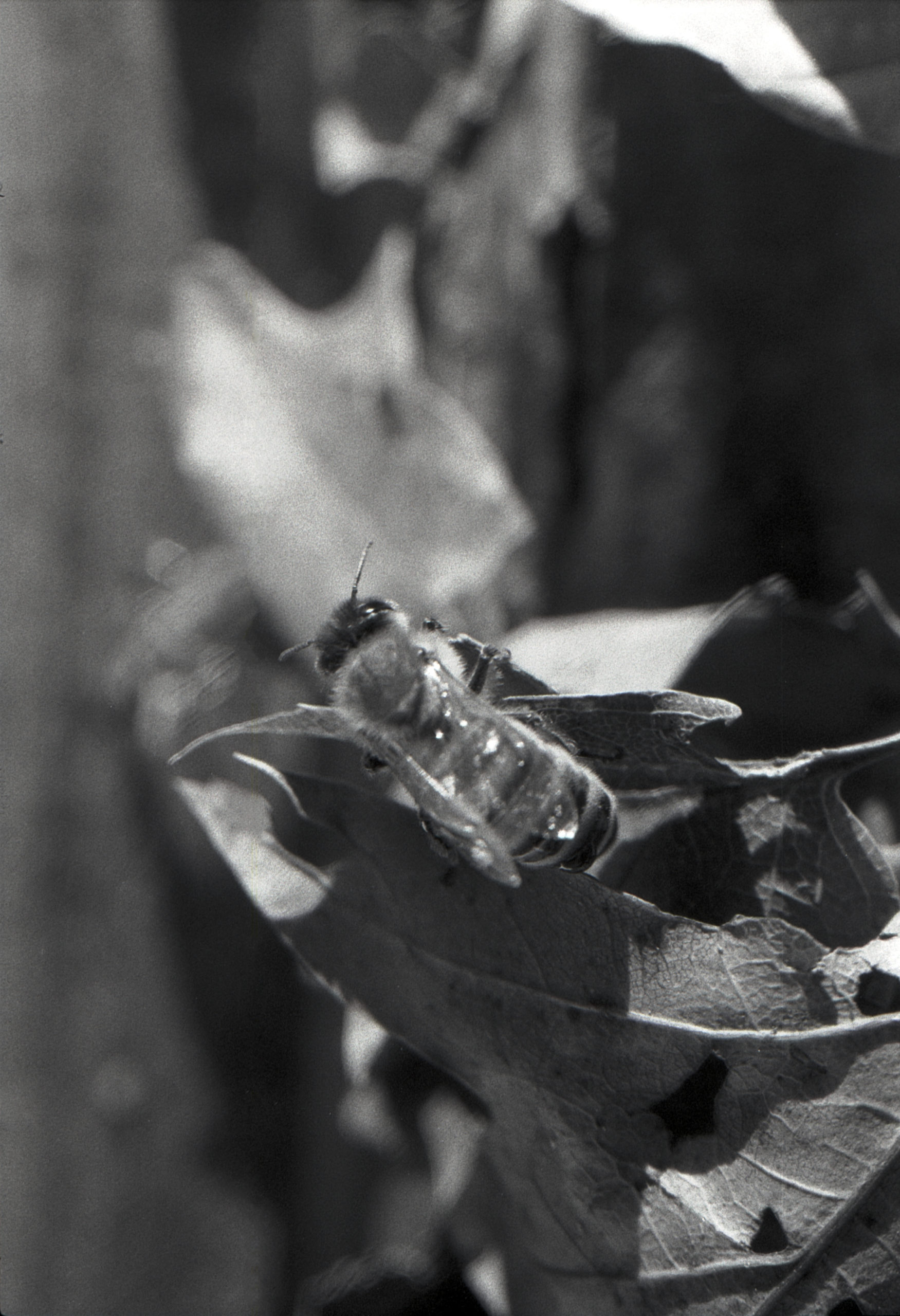 Macro photo of a honey bee in black and white 2022